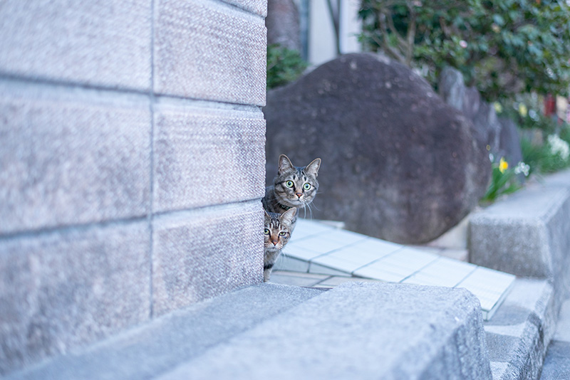 島内にはたくさん猫がいました。