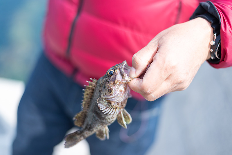 釣った魚は翌日の朝食に。